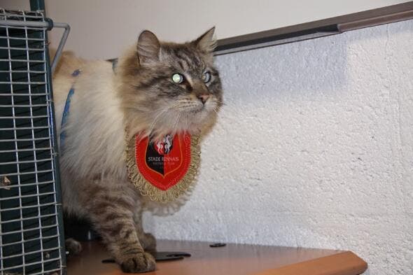 Tigrou, le chat porte-bonheur de Rennes a été retrouvé