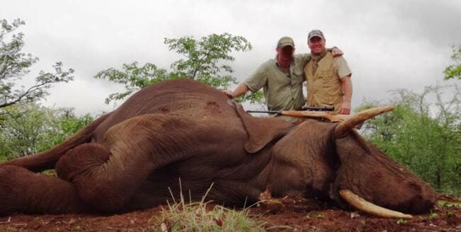 Polémique : Olmeta chasse et tue un éléphant, et pan le bad buzz !